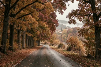 Route sinueuse bordée de feuillages automnaux dorés et rouges en Ardèche